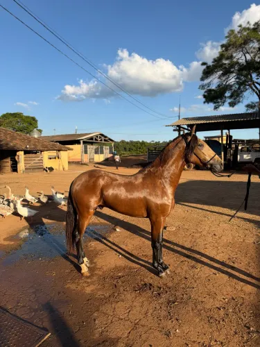 Cavalo mangalarga marchador
