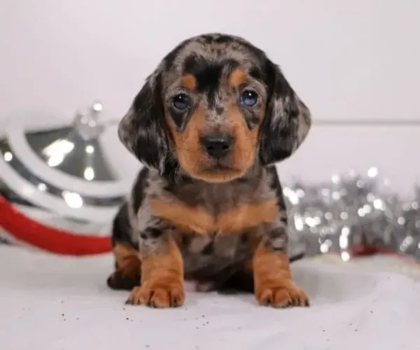 Basset Dachshund Alerquim Raríssimos.