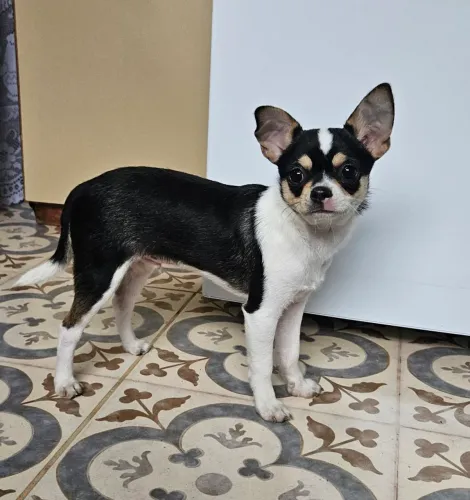 Chihuauha 