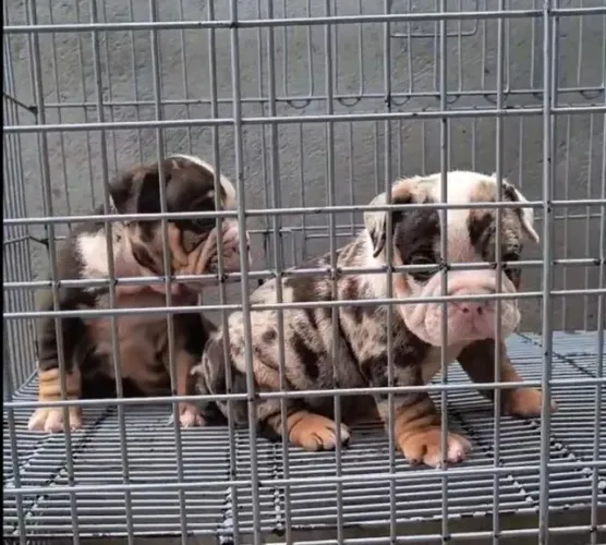 FILHOTES DE AMERICAN BULLY