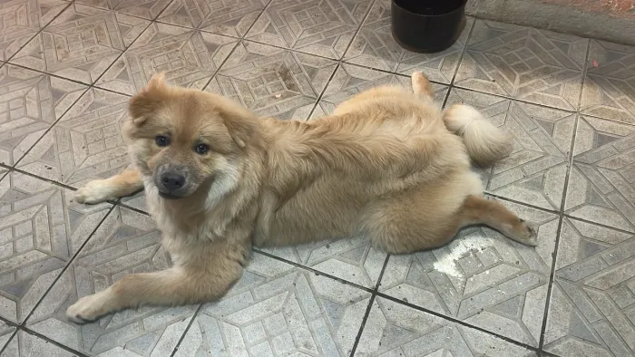 Chow Chow fêmea 