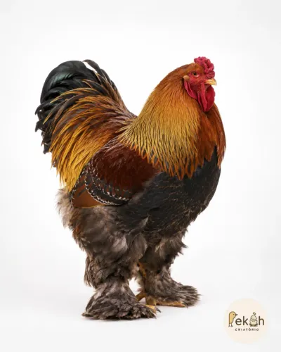 Brahma Perdiz Galinha Galo pintinho Ovo fértil