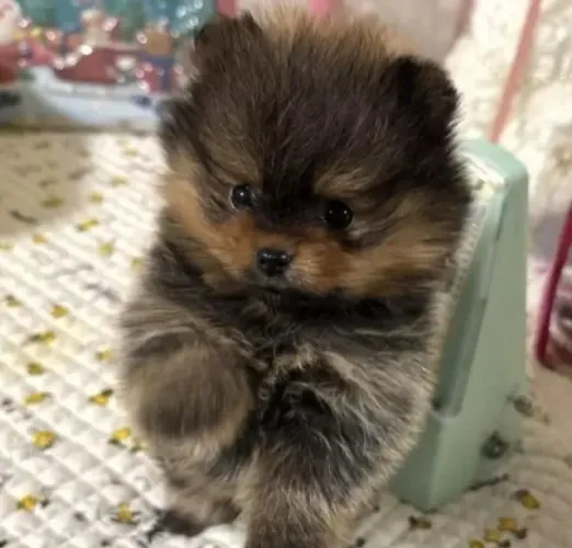 Cãozinho spitz alemão/lulu da pomerânia muito inteligente e dócil