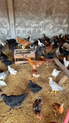 ? GALINHAS POEDEIRAS GLC - OVOS COLORIDOS ?