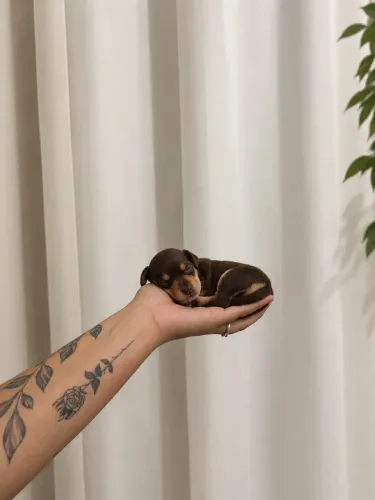 Pinscher 0 fêmea 