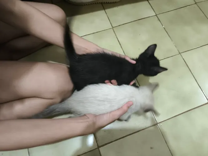 Gatos adoção responsável 