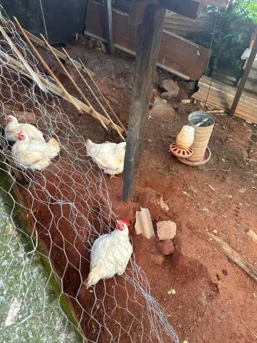 Frango vivo
