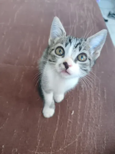 Gatinho macho para doação