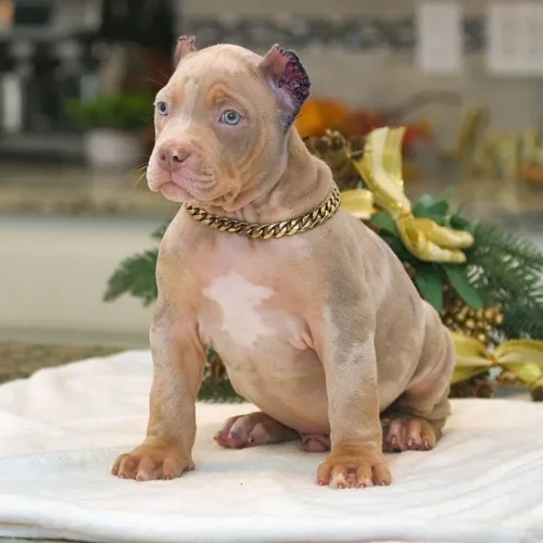 American Bully Um Presente Para Quem Merece O Melhor 