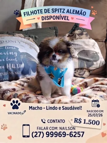 Vendo filhote de spitz alemão macho