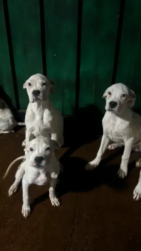 Boxer filhotes machos 5 meses