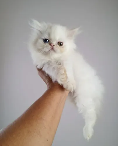 GATA PERSA FEMEA (rara com heterocromia)