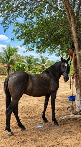 Égua Mangolina