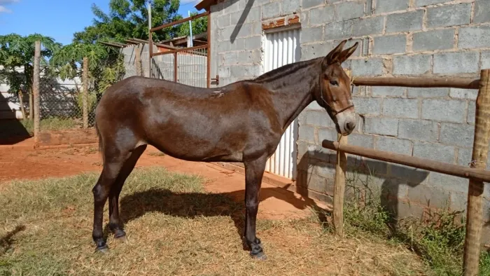 Mula a venda