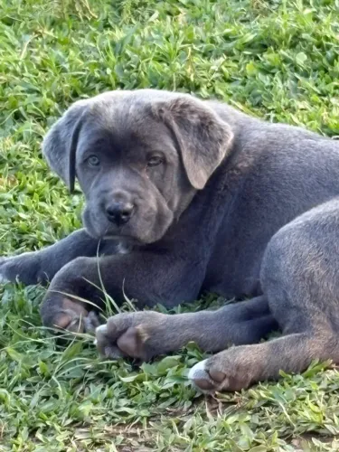 Cane corso macho