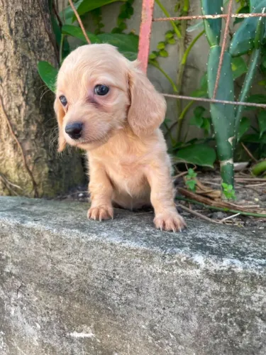 Dachshund Pelo Longo e Curto com Excelente Padrão