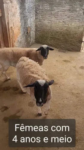 Ovelhas 