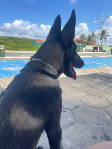 Belga malinois macho