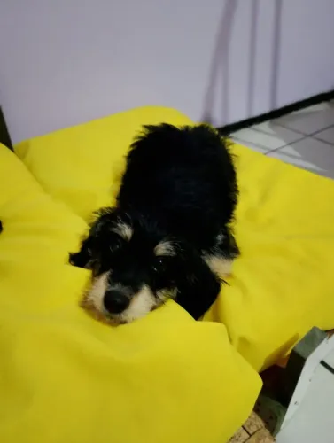 Filhote da raça poodle com maltez