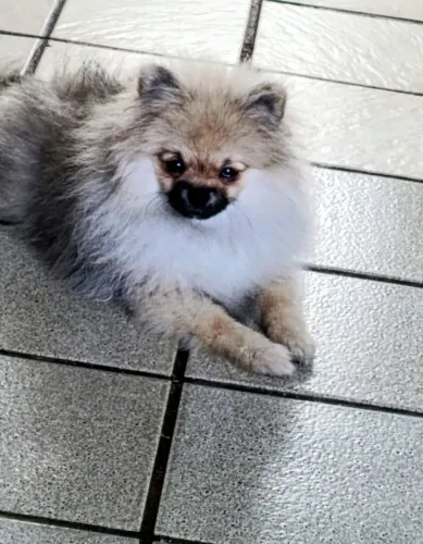 Lulu da Pomerânia