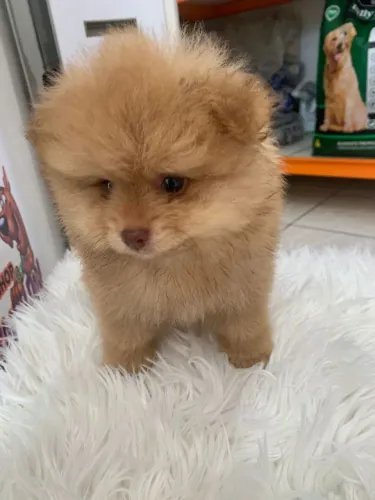 Spitz Alemão (Lulu da Pomerânia) - Macho Puro - Vacinado *