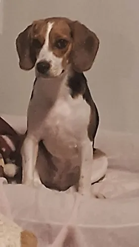 Cadela castrada