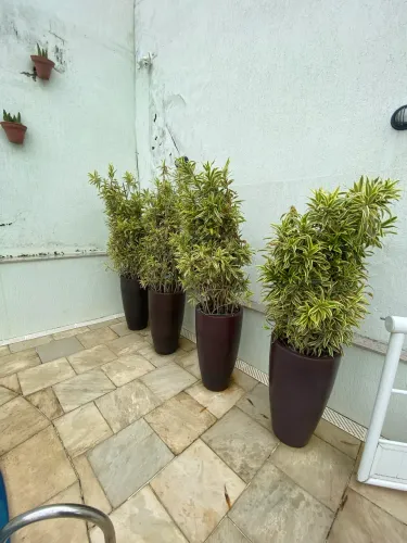 Vaso de planta Pleomele