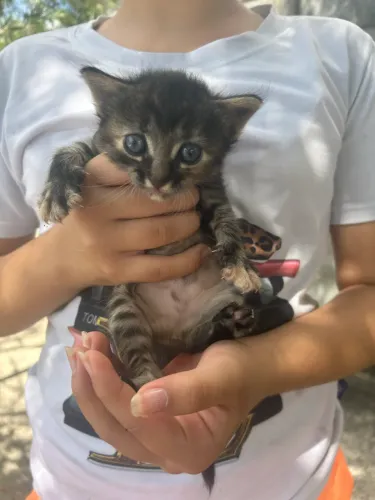 Gatinha para doação