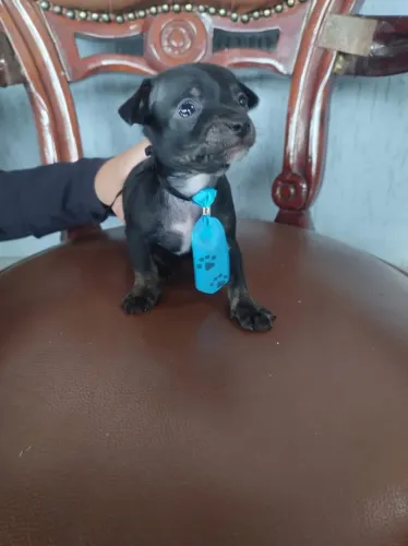 Cachorro Pinscher número 0, macho 