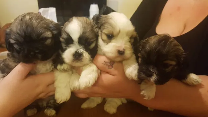 Shih tzu | O melhor presente