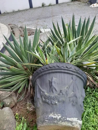 Vendo vários vasos com plantas