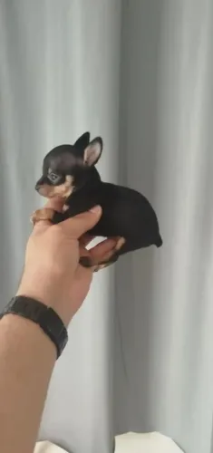 PINSCHER ZERO ZERO FILHOTE MACHO