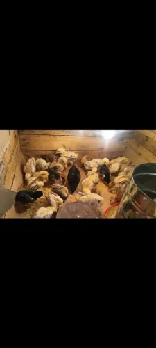 Pintinhos caipira 