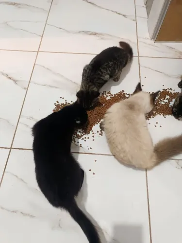 Doação de gatinhos, super doceis