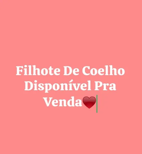 Filhote De Coelho 