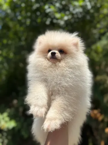 Machinho Lulu da Pomerânia disponível 