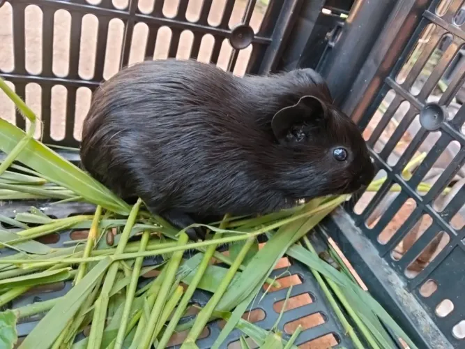 Vendo ?. Casal 100,00 o menor preço  pra vim busca