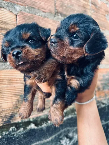 Vende-se Yorkshire fêmea e macho ( casal )
