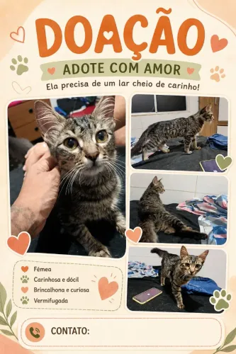 Linda gata para adoção