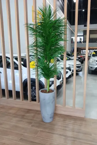 Palmeira preservada