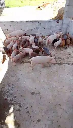 Venda de bacurinho