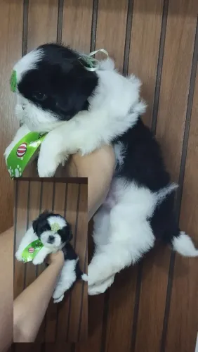Lindo menino