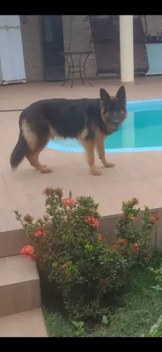 Pastor Alemão!