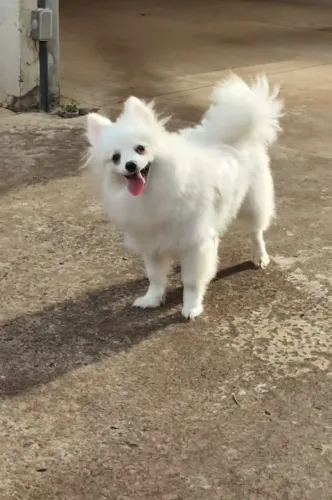 Spitz Alemão Branco - Filhote 6 meses | Vacinado e Sociável