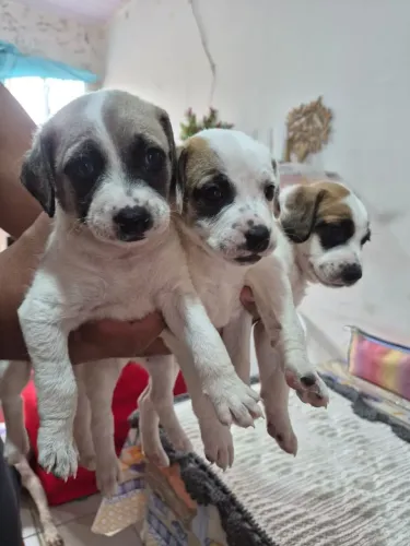Adoção de cachorrinhos