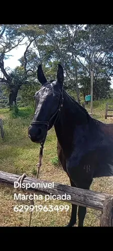 Égua preta registrada