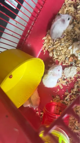Hamster Anão