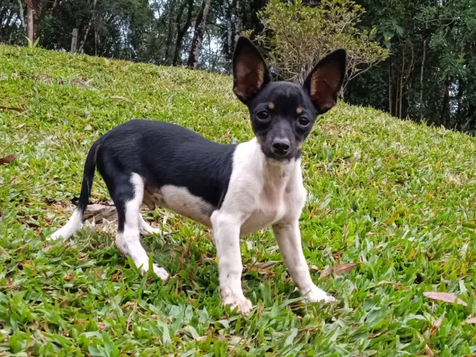 Filhote De Pinscher Cachorro Miniatura 