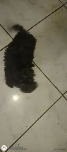 Maltês com Poodle