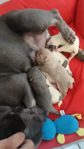 American bully micro 
